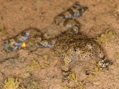 Yellow-Bellied Toad photo 2