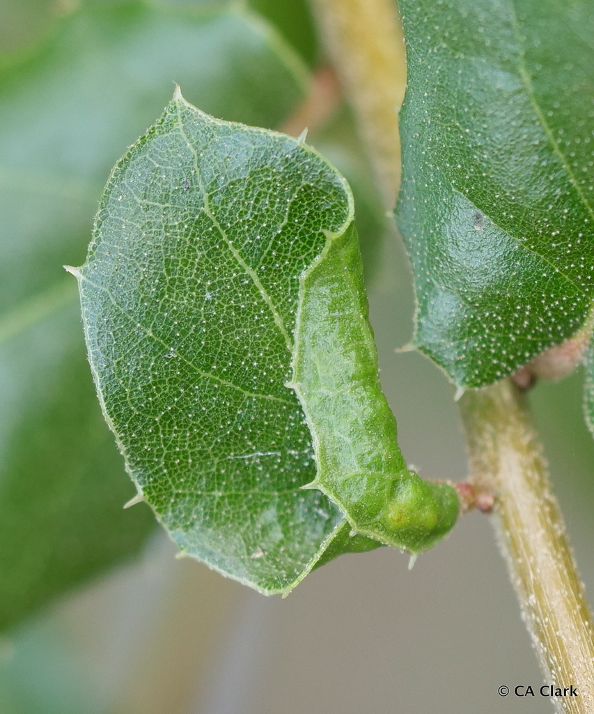 Californian Woolly Oak Aphid