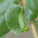 Californian Woolly Oak Aphid - Photo (c) sea-kangaroo, some rights reserved (CC BY-NC-ND), uploaded by sea-kangaroo
