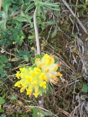 Anthyllis vulneraria