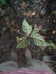 Primulaceae