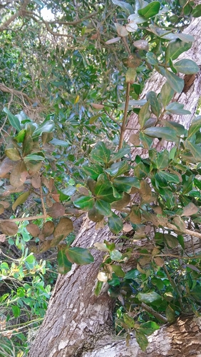Psydrax obovatus, photograph 5