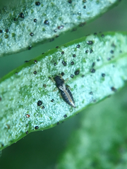 Heliothrips haemorrhoidalis