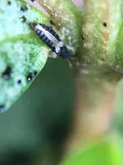 Heliothrips haemorrhoidalis