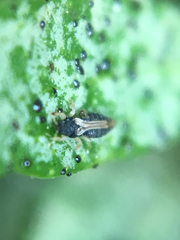 Heliothrips haemorrhoidalis