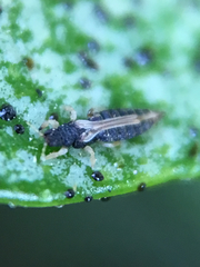 Heliothrips haemorrhoidalis