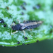 Panchaetothripidae - Photo (c) Rebecca Marschall, some rights reserved (CC BY-NC), uploaded by Rebecca Marschall