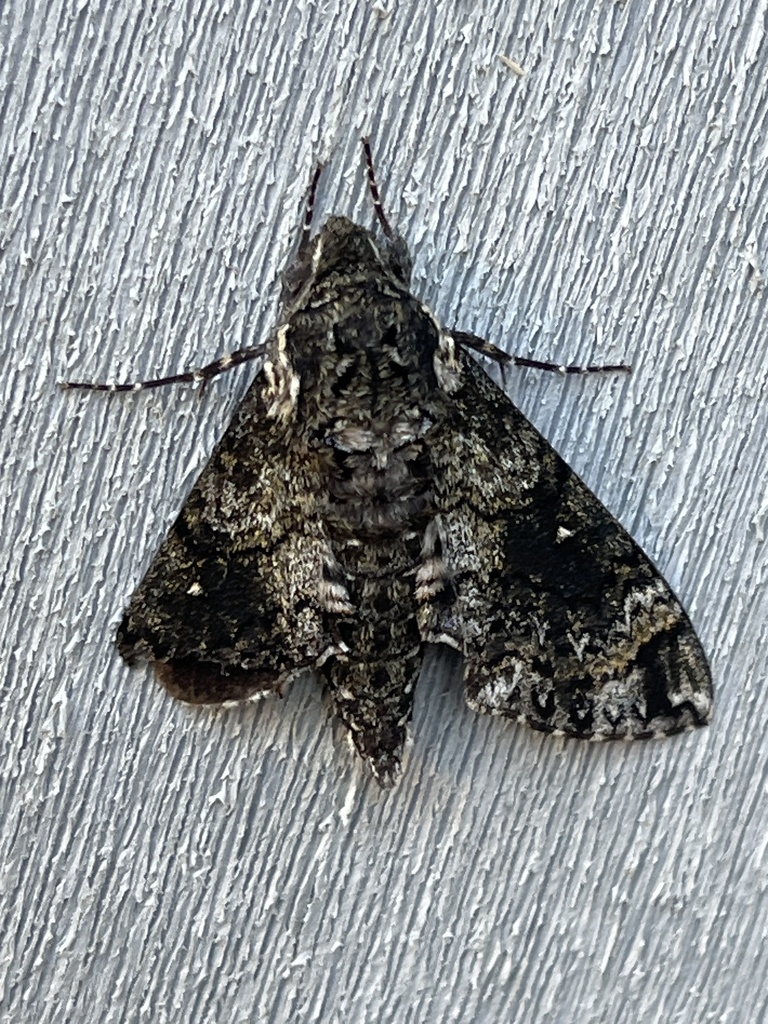 Pawpaw Sphinx in October 2024 by A. Miller · iNaturalist