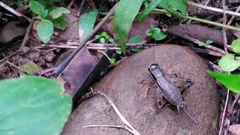 Loxoblemmus appendicularis