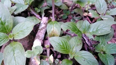 Loxoblemmus appendicularis