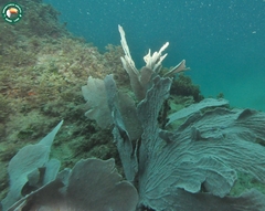 Phyllogorgia dilatata