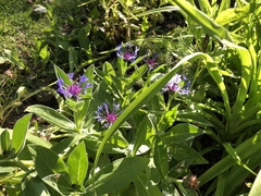 Centaurea montana