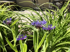 Centaurea montana