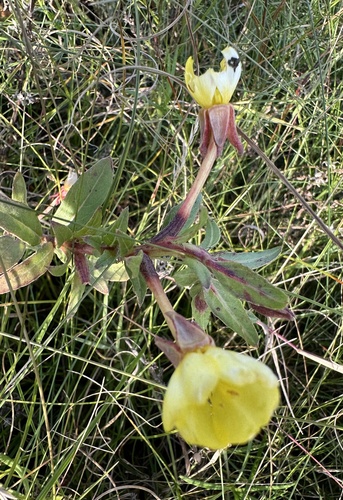 intermediate evening-primrose (Oenothera ×)