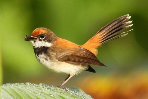 Rufous Fantail (Rhipidura rufifrons) · iNaturalist