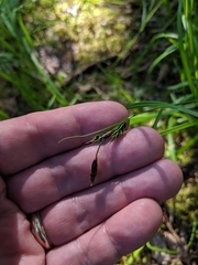 Carex macrochaeta