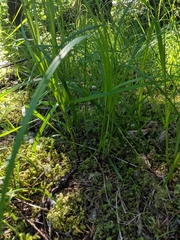 Carex macrochaeta