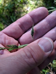 Carex macrochaeta
