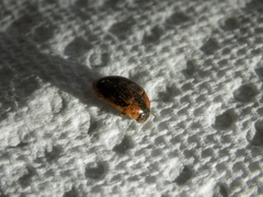 Tropisternus collaris