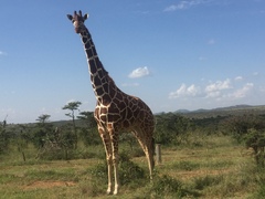 Giraffa camelopardalis reticulata