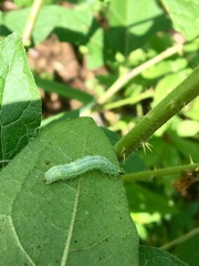 Lepidoptera