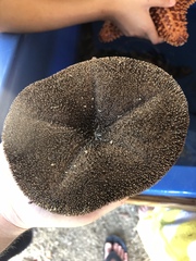 Clypeaster rosaceus
