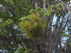 Misodendrum punctulatum