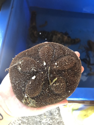 Clypeaster rosaceus