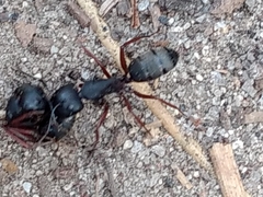 Camponotus modoc