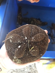 Clypeaster rosaceus