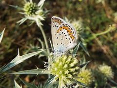 Plebejus idas