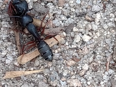 Camponotus modoc