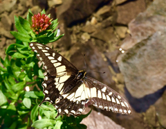 Papilio