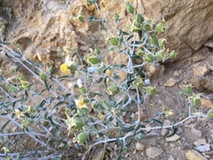 Mentzelia oreophila
