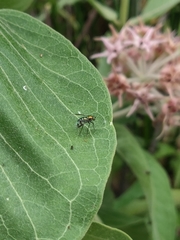 Condylostylus patibulatus