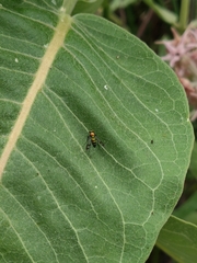 Condylostylus patibulatus