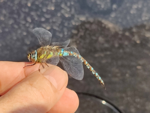 Migrant Hawker