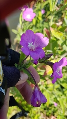 Epilobium hirsutum