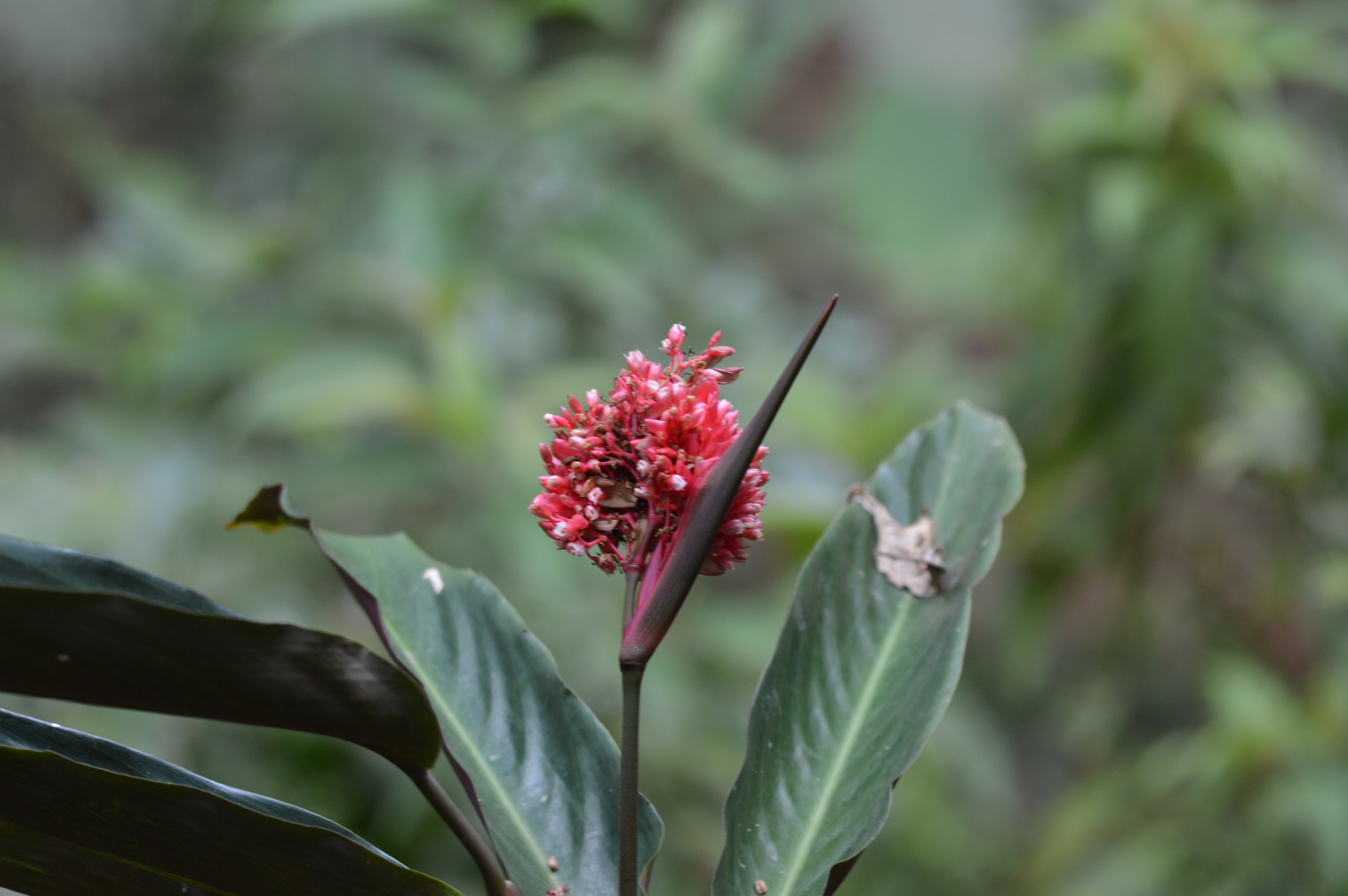 Imagem de Calateia Triostar
