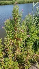 Epilobium hirsutum