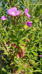 Epilobium hirsutum