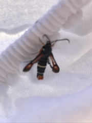 Pyropteron chrysidiforme