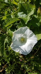 Calystegia sepium