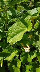 Calystegia sepium