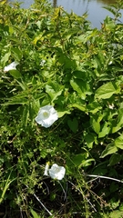 Calystegia sepium