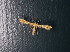 Geina periscelidactylus