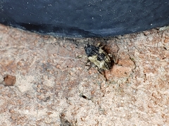 Cryptorhynchus fuscatus