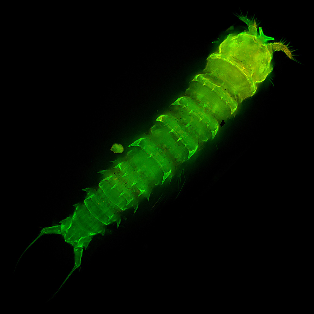 Cletodidae