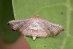 Thyrididae