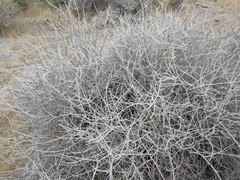 Eriogonum wrightii nodosum